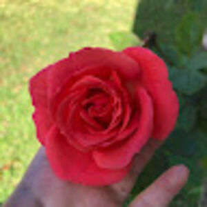 Meet your Posher, Melinda